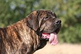 FILA BRASILEIRO 135